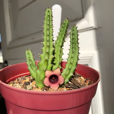 Huernia Schneideriana