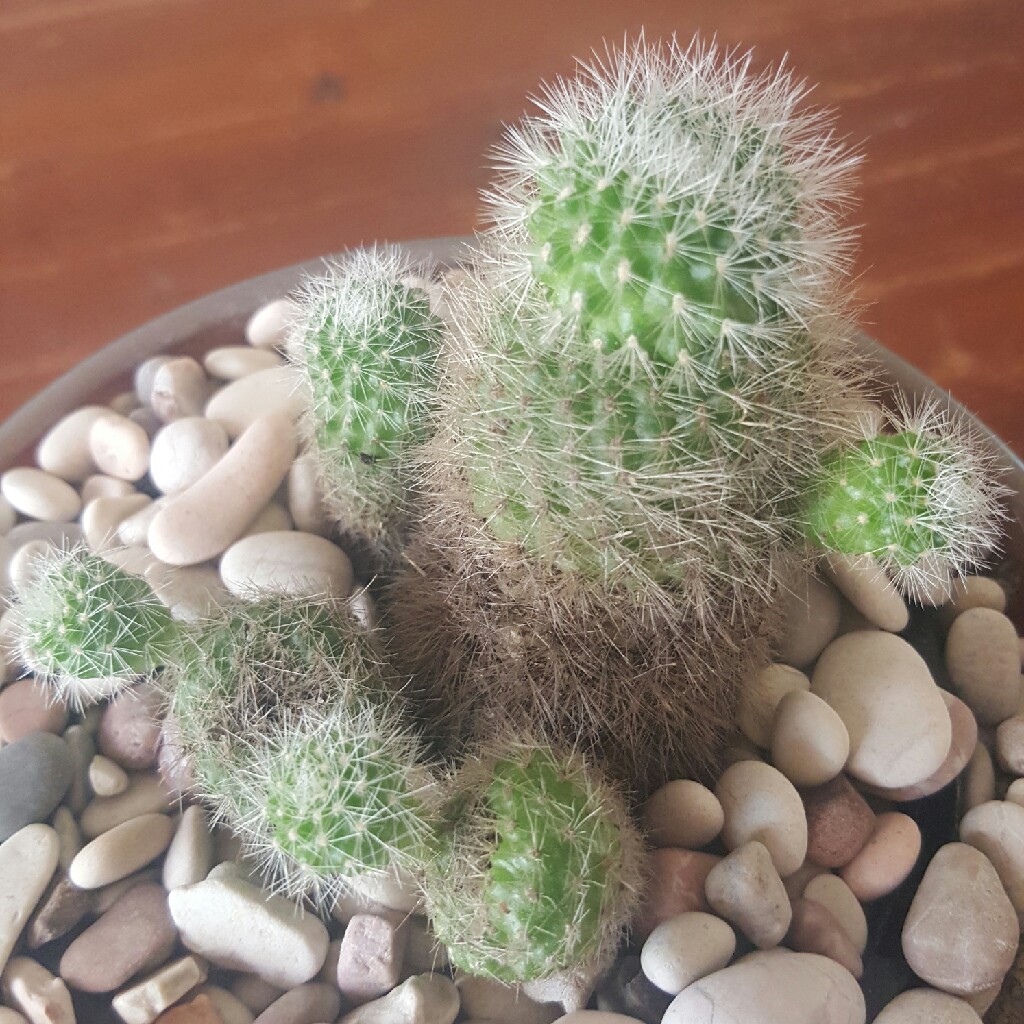 Plant image Rebutia fabrisii var. aureiflora