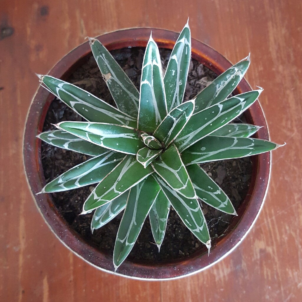 Agave 'victoriae-reginae'