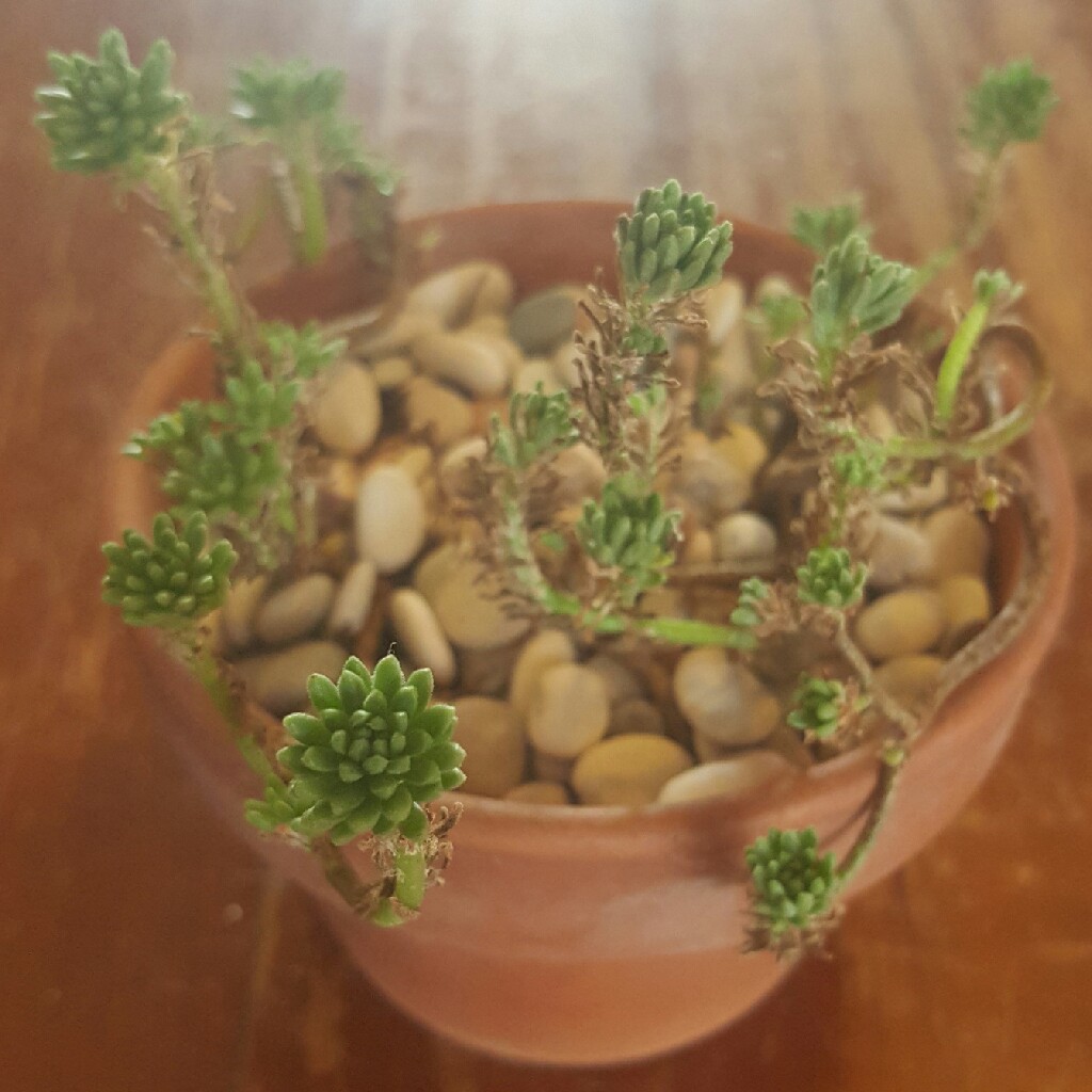 Plant image Sedum Multiceps