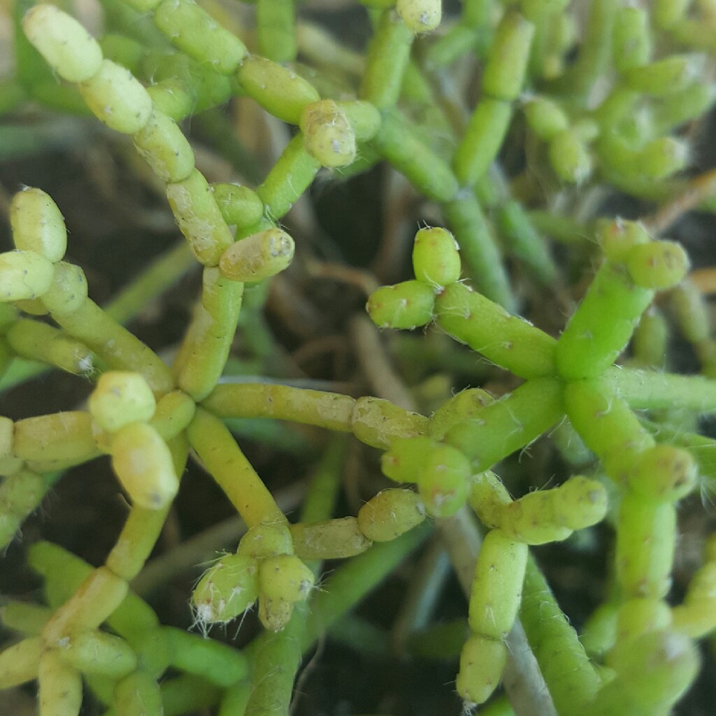 Rhipsalis Cereuscula