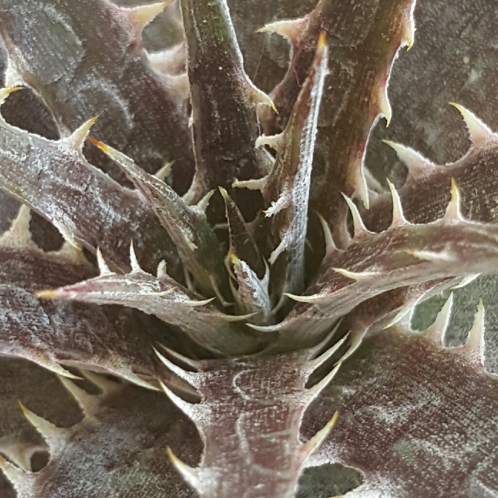 Plant image Dyckia 'Paulsen's Puzzle'