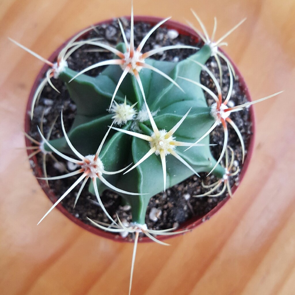 Ferocactus Lindsayi