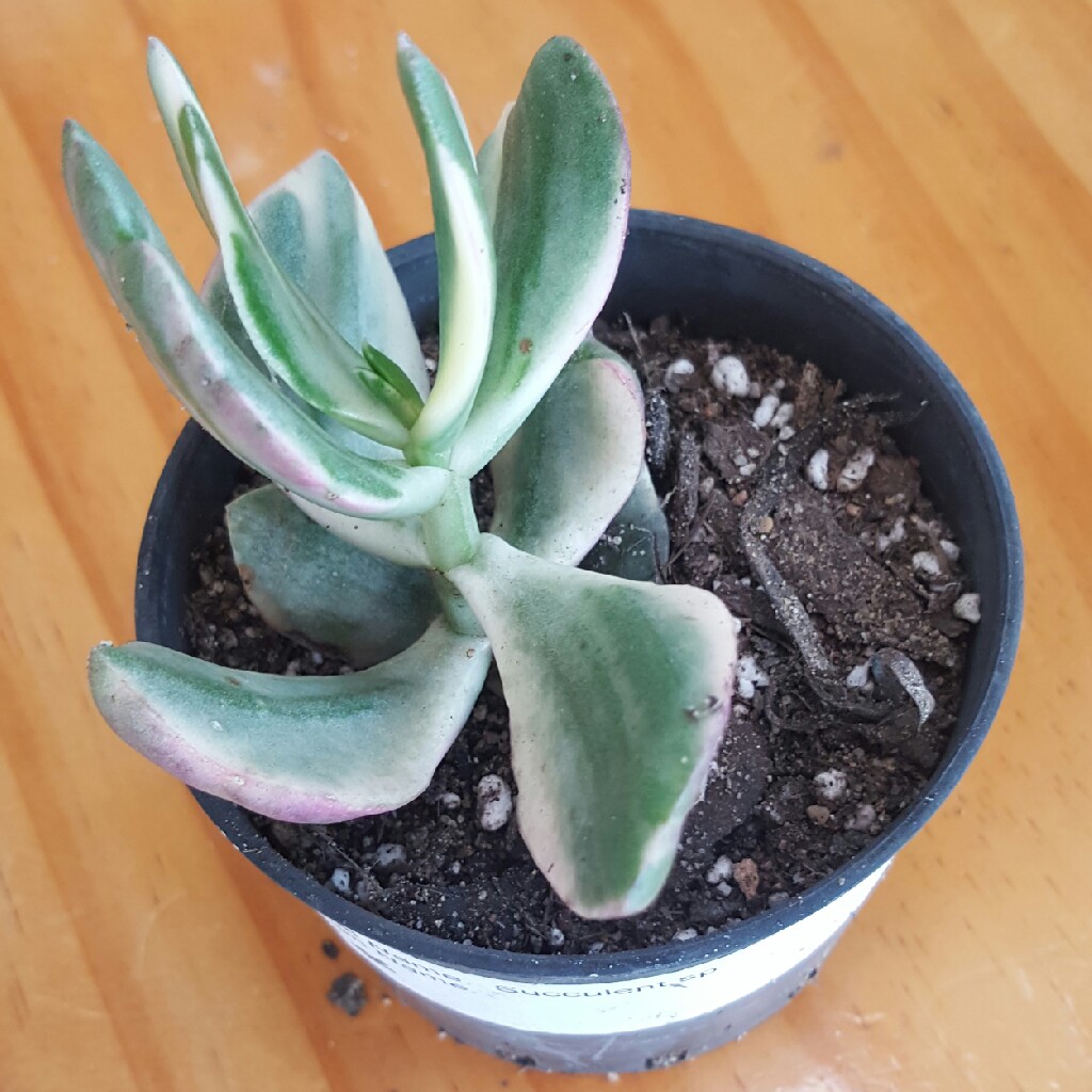 Plant image Crassula ovata 'Tricolor'