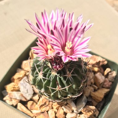 Stenocactus multicostatus syn. Echinofossulocactus multicostatus