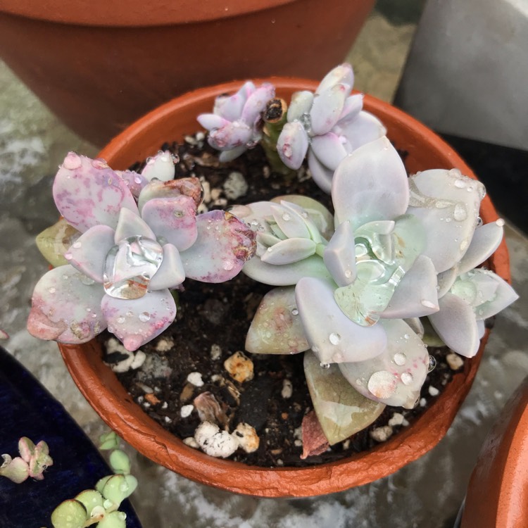 Plant image Graptopetalum Marquise de Sevigne