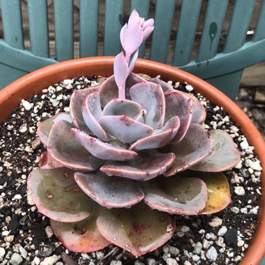 Echeveria Dusty Rose