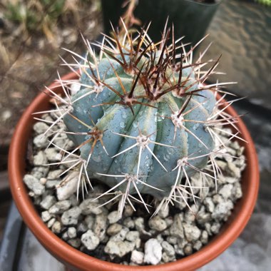 Melocactus azureus