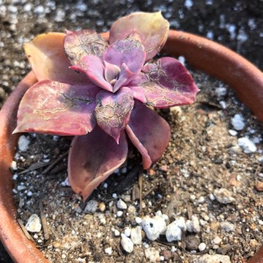 Echeveria Perle Von Nurnberg