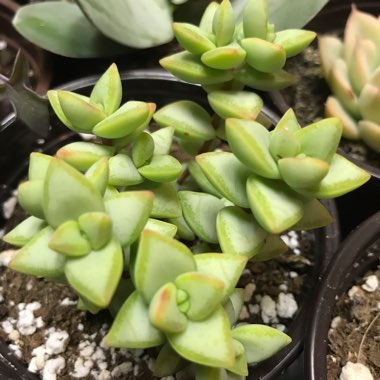 Crassula rupestris