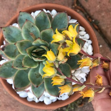 Echeveria Esther