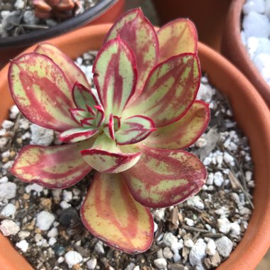 Echeveria Nodulosa