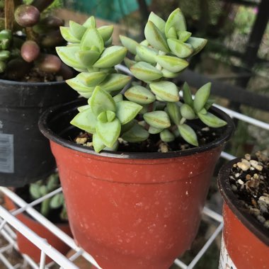 Crassula rupestris