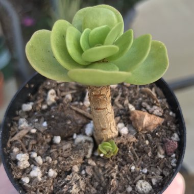 Portulaca Molokiniensis 