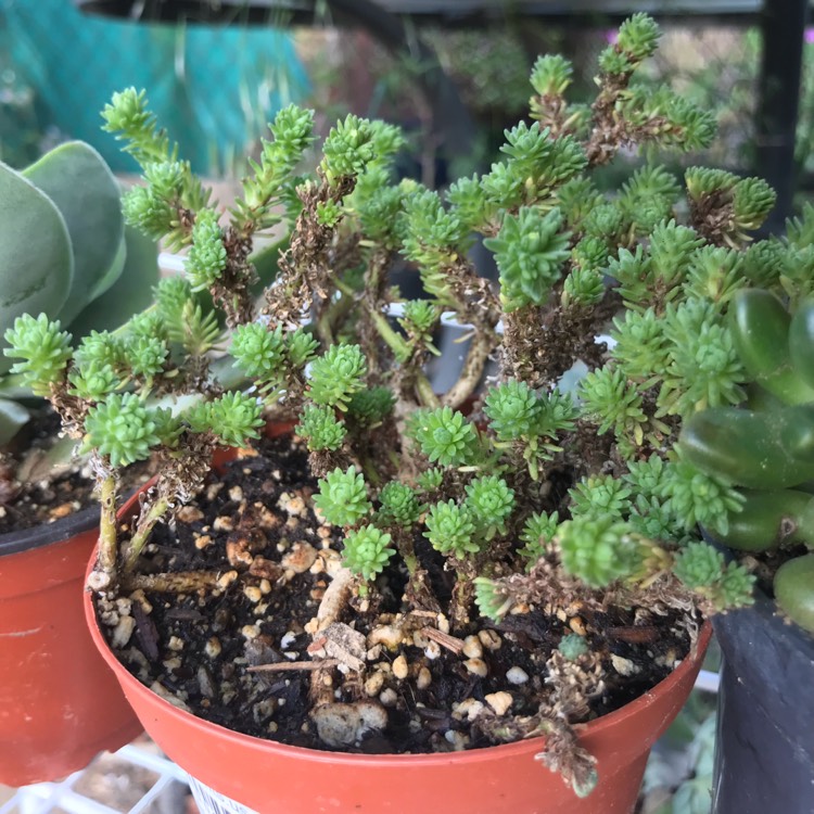 Plant image Sedum Multiceps