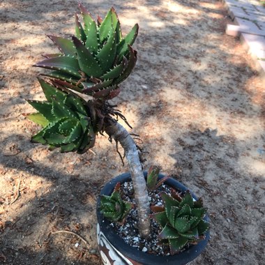 Aloe nobilis