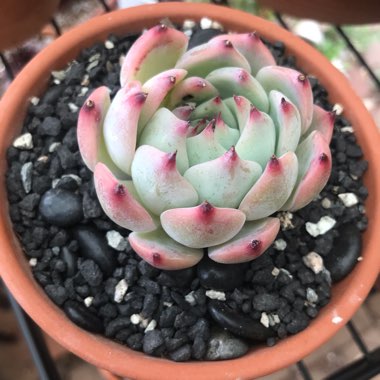 Echeveria Chihuahuaensis