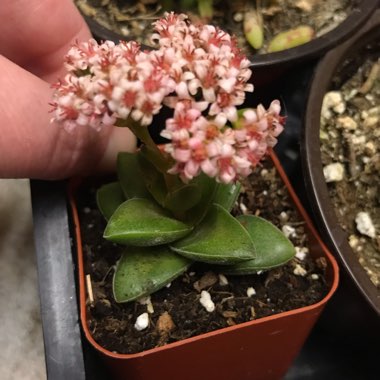 Crassula 'Springtime'