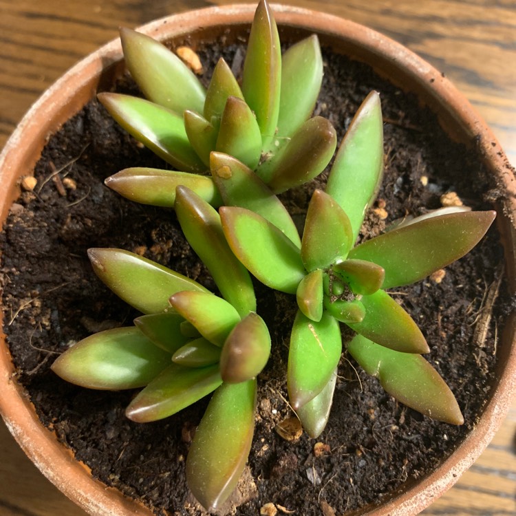 Plant image Sedum Adolphii 