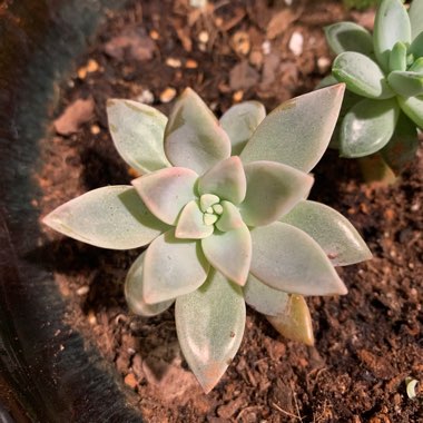 Graptosedum 'Ghosty'