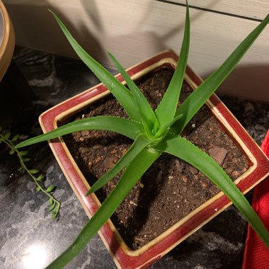 Climbing Aloe