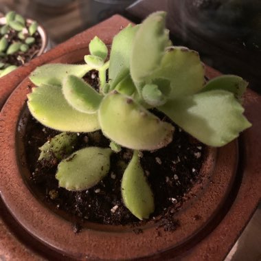 Cotyledon 'Bear Paws'