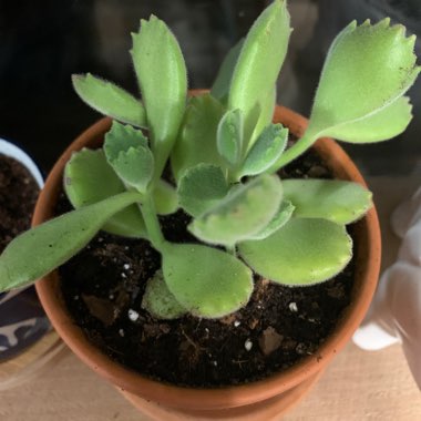 Cotyledon 'Bear Paws'