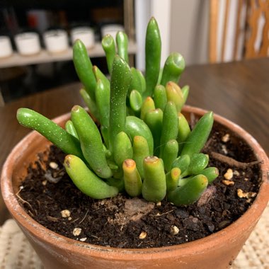 Crassula 'Hobbit'