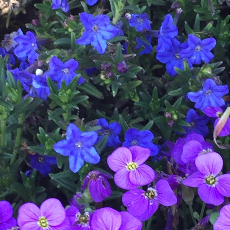 Plant image Lithodora diffusa 'Blue Star'