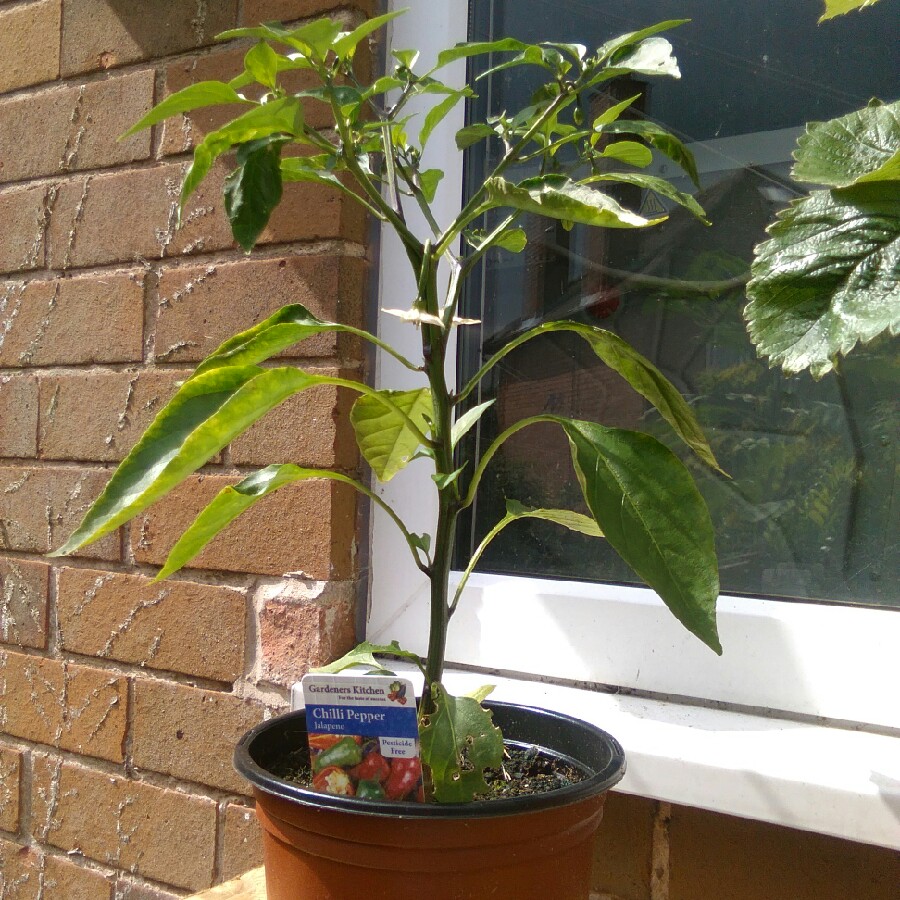 Capsicum Annuum 'Jalapeno'