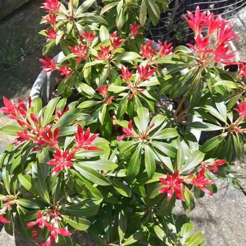 Pieris 'Forest Flame'