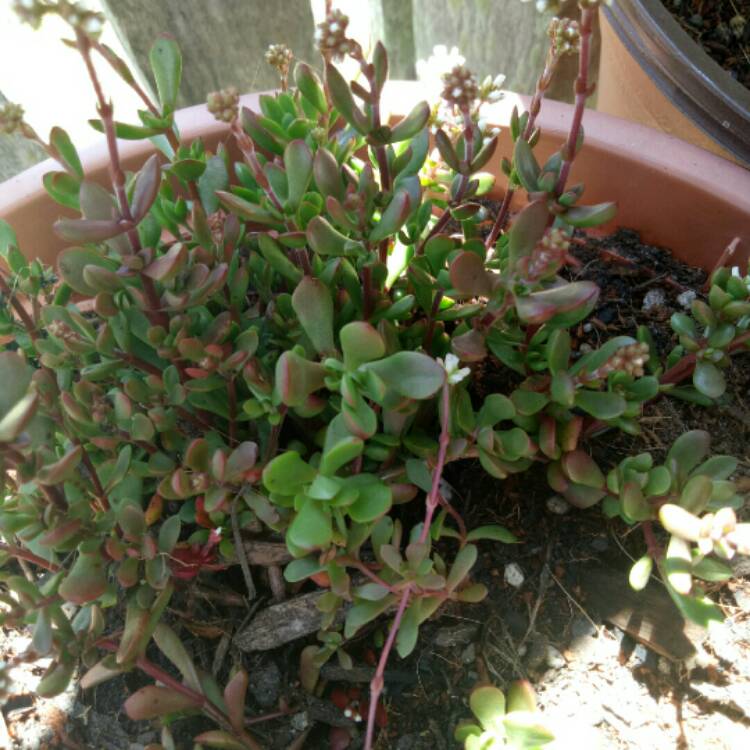 Plant image Crassula pubescens subsp. radicans 'Red Carpet'