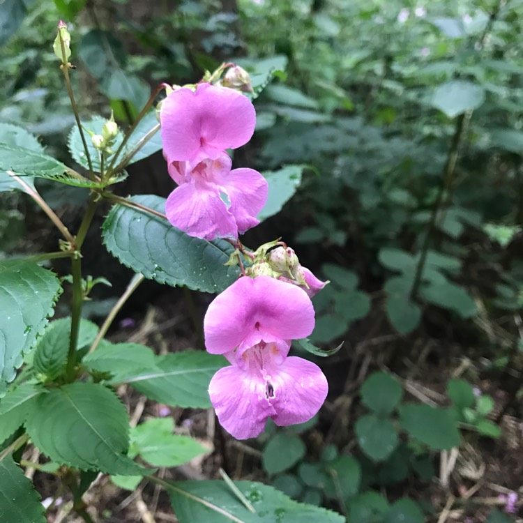 Plant image Impatiens glandulifera