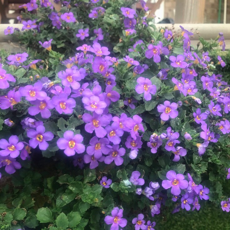 Plant image Bacopa 'Blauw'