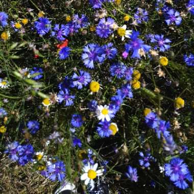 Centaurea cyanus 'Blue Ball'