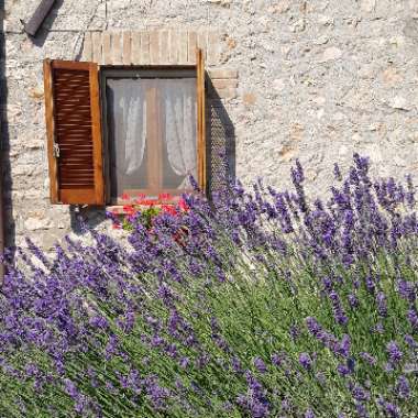 Lavandula angustifolia 'Hidcote' syn. Lavandula angustifolia 'Hidcote Blue'