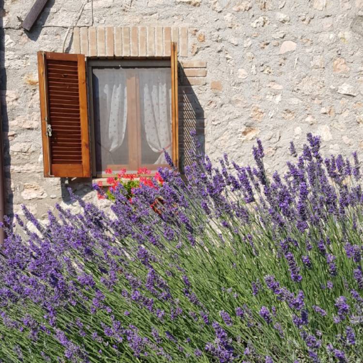 lavandula-angustifolia-hidcote-syn-lavandula-angustifolia-hidcote