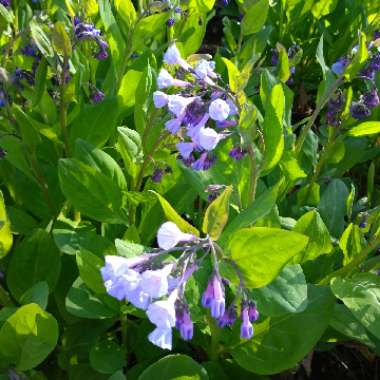 Mertensia virginica syn. Mertensia pulmonarioides