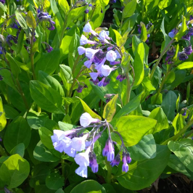 Plant image Mertensia virginica syn. Mertensia pulmonarioides