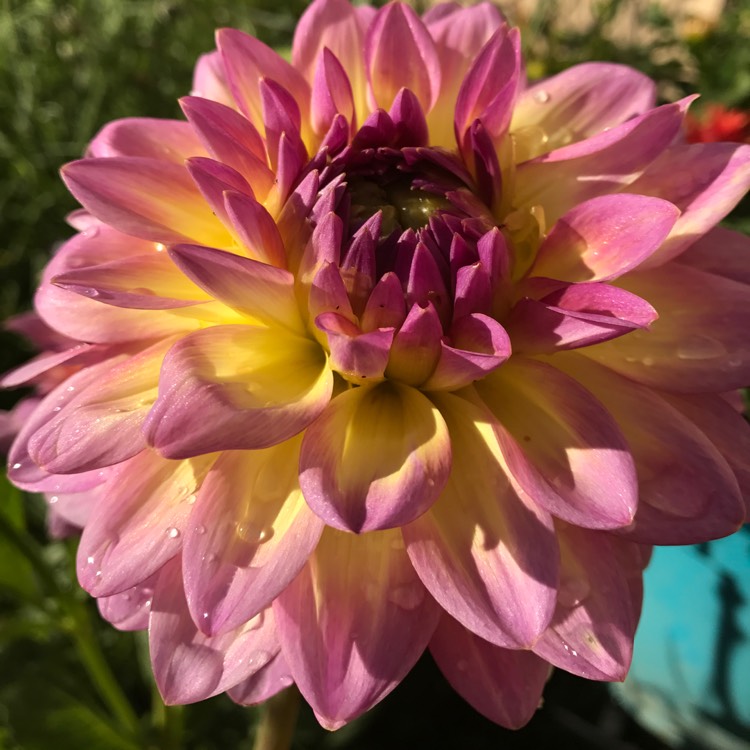 Plant image Dahlia 'Barry Williams'