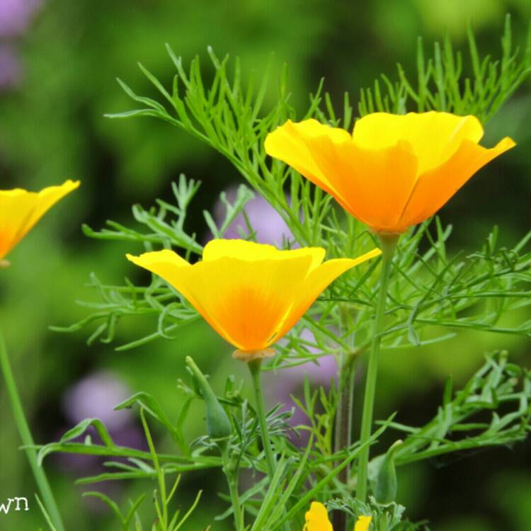 Plant image Eschscholzia californica 'XL Yellow'