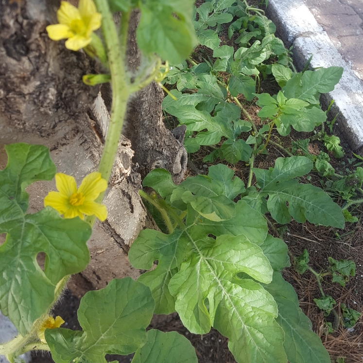 Plant image Cucurbita pepo 'Anton'