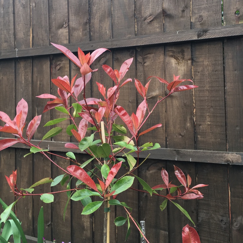 Photinia 'Magical Volcano'