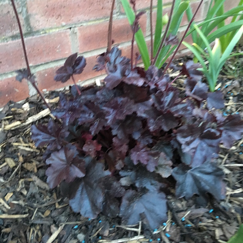 Alumroot 'Plum Royale'