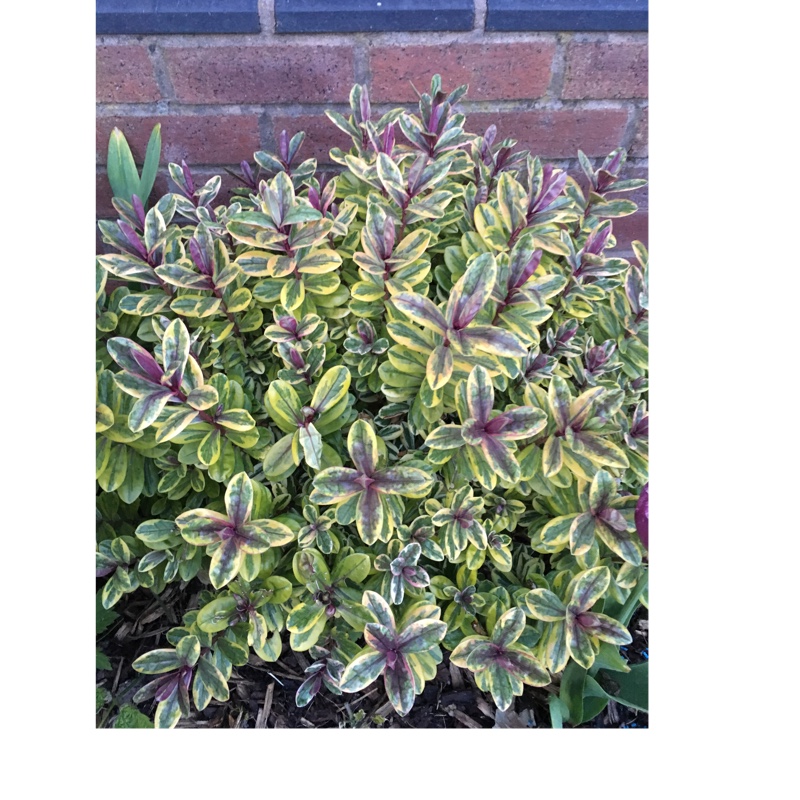 Shrubby Veronica 'Lady Ann'