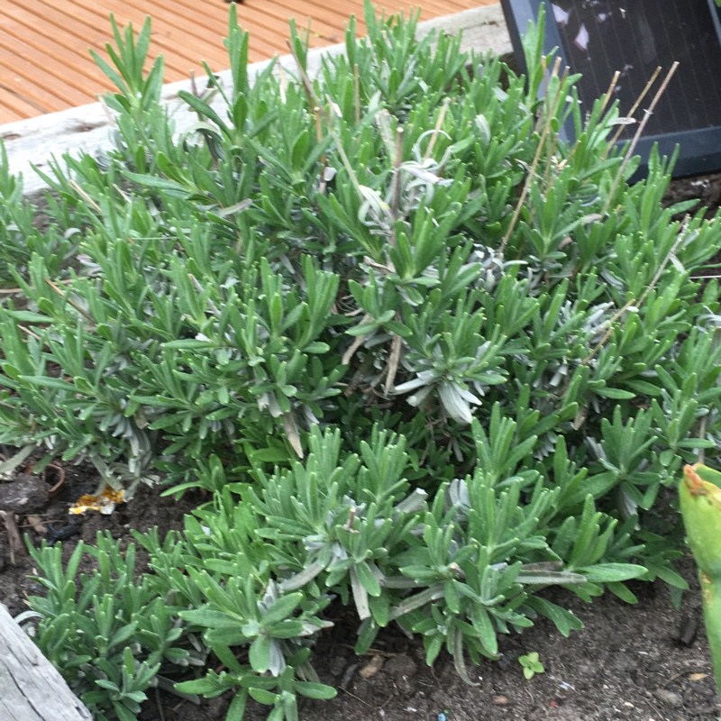 French Lavender