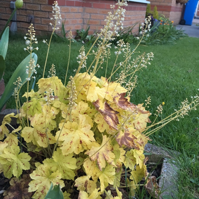 Foamy Bells 'Gold Cascade'