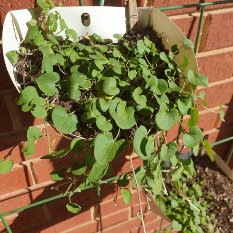 Plant image Dichondra repens