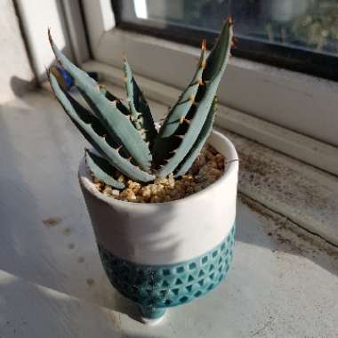 Canon aloe