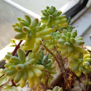 Sedum 'Blue Jelly Bean'